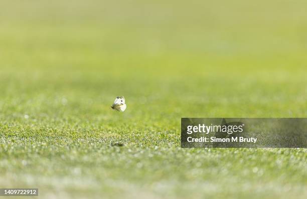 Cabbage White butterfly flies over the grass court during the Mens Singles Final between Novak Djokovic of Serbia and Nick Kyrgios of Australia at...