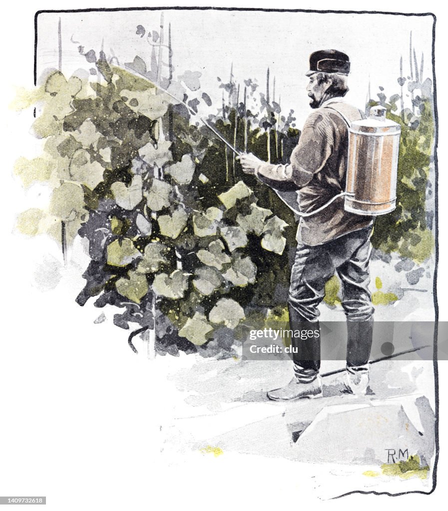 Man sprinkling the vines with protection against weeds