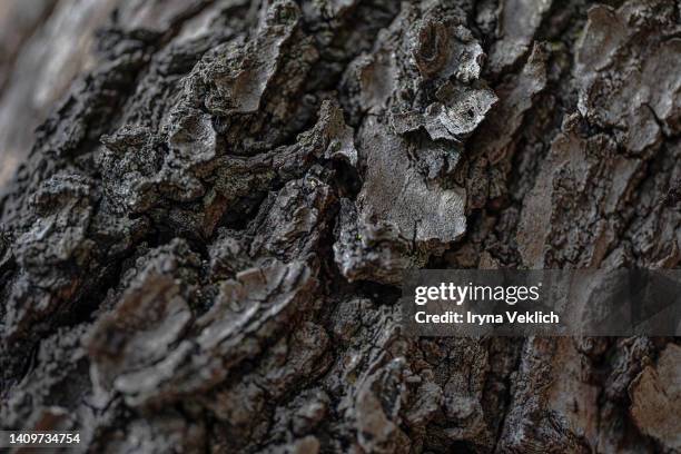 wooden bark of tree gray  brown background texture. - drijfhout stockfoto's en -beelden