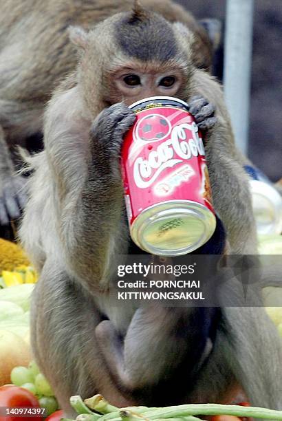 Monkey enjoys coca cola in front of a local temple during the annual monkey buffet in Lopburi province , 24 November 2002. More than 2,000 kilos of...