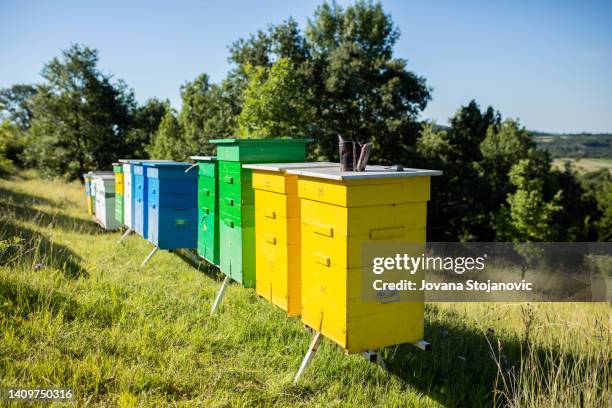 view of beehives in nature - hive stock pictures, royalty-free photos & images