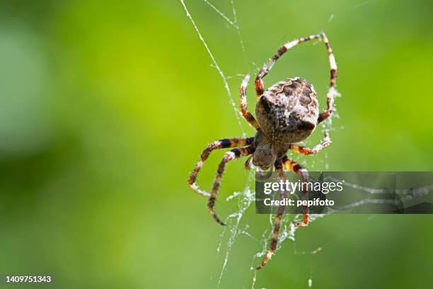 aranha - aranha de jardim - fotografias e filmes do acervo