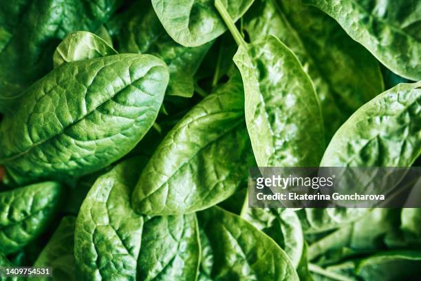 spinach inflorescence. green natural background. - spinazie stockfoto's en -beelden