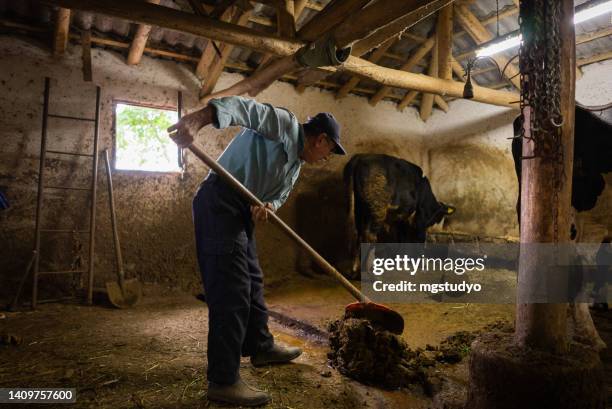 l'allevatore di latte senior pulisce lo sterco delle mucche da fienile - cacca foto e immagini stock