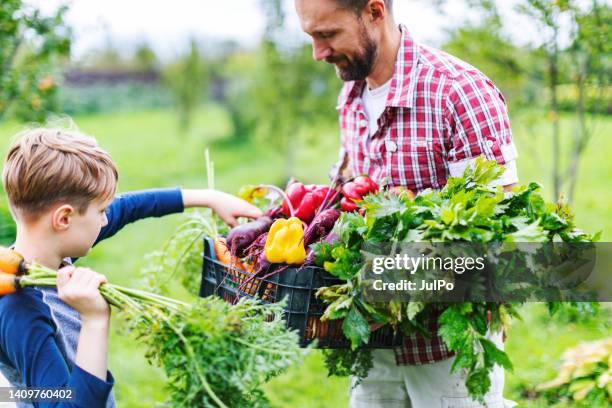 father and son cropping vegetables at farm - father and son gardening stock pictures, royalty-free photos & images