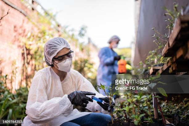 agronomist applying fertilizer on plants - biotechnologie stockfoto's en -beelden