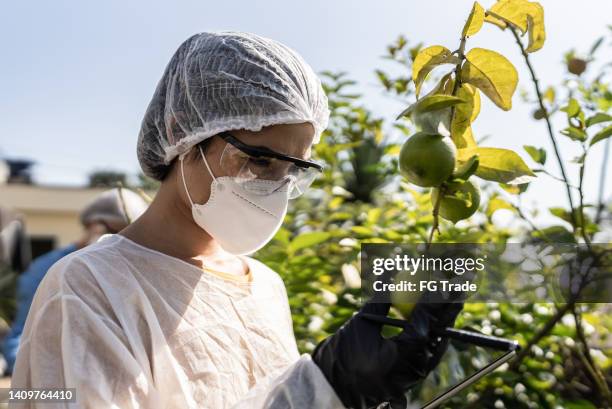 agronomist analyzing lemon - genetically modified food stock pictures, royalty-free photos & images