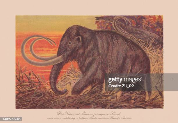 ilustraciones, imágenes clip art, dibujos animados e iconos de stock de mamut lanudo (mammuthus primigenius), cromolitografía, publicado en 1900 - woolly mammoth