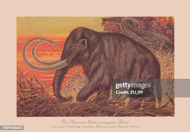 bildbanksillustrationer, clip art samt tecknat material och ikoner med woolly mammoth (mammuthus primigenius), chromolithograph, published in 1900 - vass gräsfamiljen