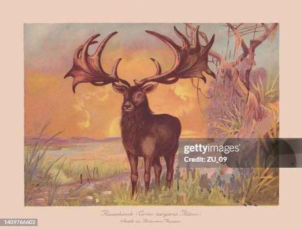 ilustraciones, imágenes clip art, dibujos animados e iconos de stock de alce irlandés (megaloceros giganteus), cromolitografía, publicada en 1900 - sepia toned