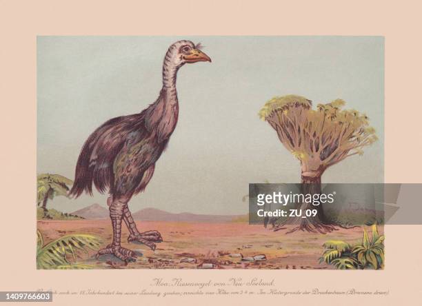 ilustrações, clipart, desenhos animados e ícones de moa, pássaro gigante extinto na nova zelândia, cromatógrafo, publicado em 1900 - animal extinto