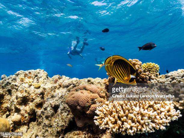 Swimmers, snorkelers and beach goers enjoy a swim at the Coral Beach Nature Reserve in Eilat on July 16 in Eilat, Israel. Coral reefs are complete...
