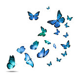 a flock of colorful flying butterflies isolated on a white background