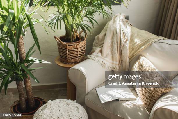 green plant in pot near couch with pillows. - cobertor imagens e fotografias de stock