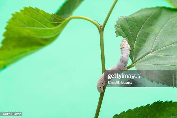 one silkworm eating mulberry leaves - silkworm cocoon stock pictures, royalty-free photos & images