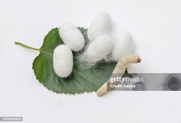 silkworm and silkworm coocoons on mulberry leaves - silkworm cocoon stock pictures, royalty-free photos & images