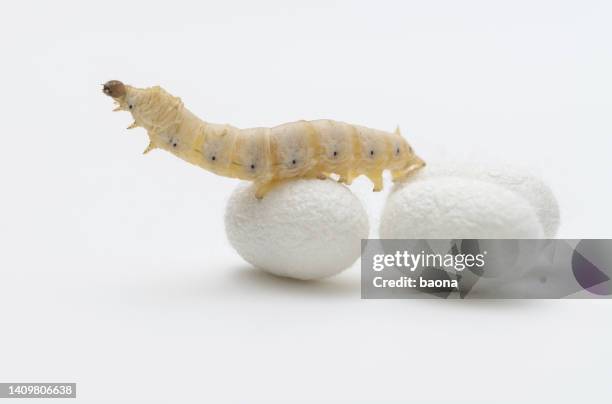 silkworm and silkworm coocoons on white background - silkworm stock pictures, royalty-free photos & images