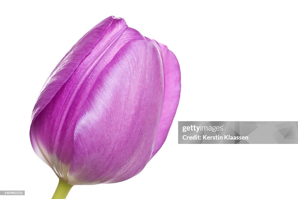 Purple tulip head