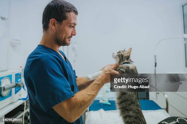 veterinarian and cat looking into each other's eyes. - human castration stock-fotos und bilder