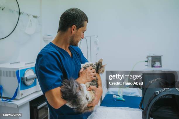 veterinarian with cat in arms. - castration stockfoto's en -beelden