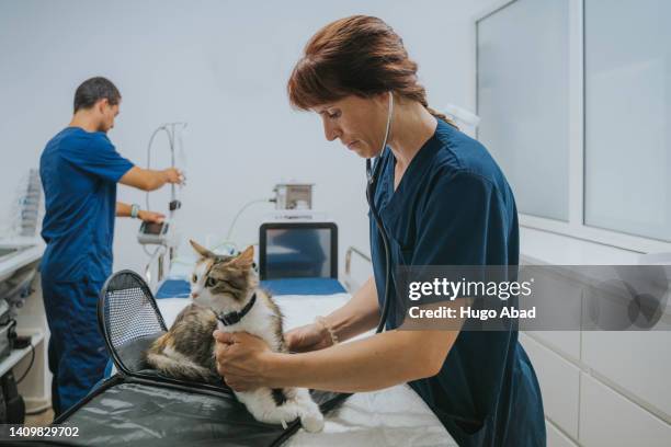 veterinarian examining a cat in the office. - animal hospital - fotografias e filmes do acervo