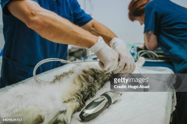 veterinarian applying electro patches to a cat. - castration stockfoto's en -beelden