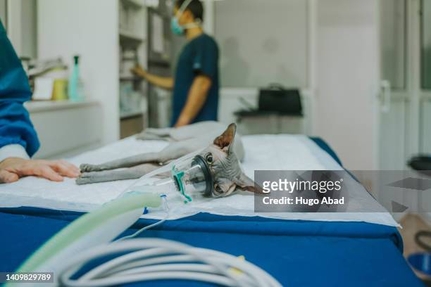 sphinx cat at the vet. - intubation fotografías e imágenes de stock