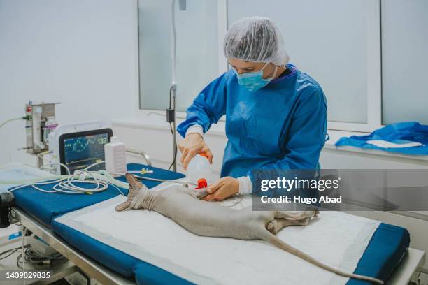 veterinary doctor sanitizing an animal. - animal hospital - fotografias e filmes do acervo