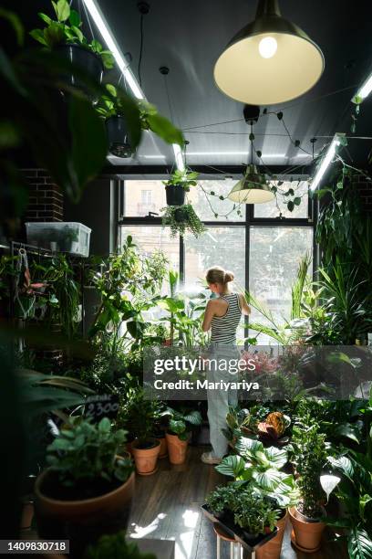 a young woman in a striped t-shirt takes care of plants in a floral urban jungle. plant shop. - flower shop stock pictures, royalty-free photos & images