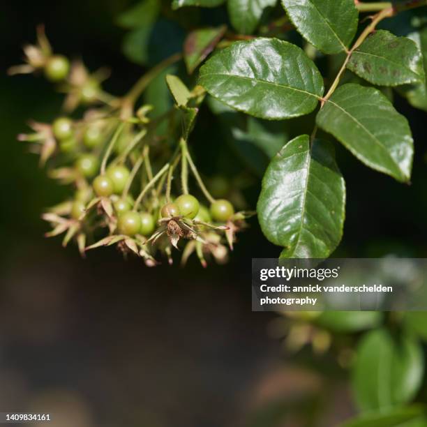 r. laevigata anemoides - rosa laevigata stock pictures, royalty-free photos & images