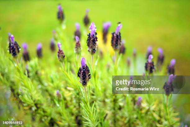 french lavender close-up, selective focus - 法國薰衣草 個照片及圖片檔