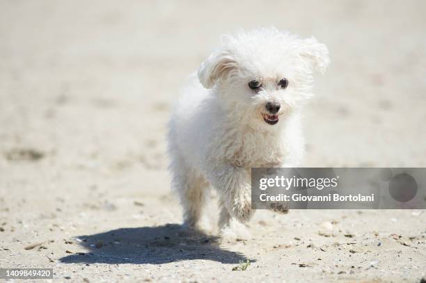 little dog runs on the beach - bichon frise stock pictures, royalty-free photos & images