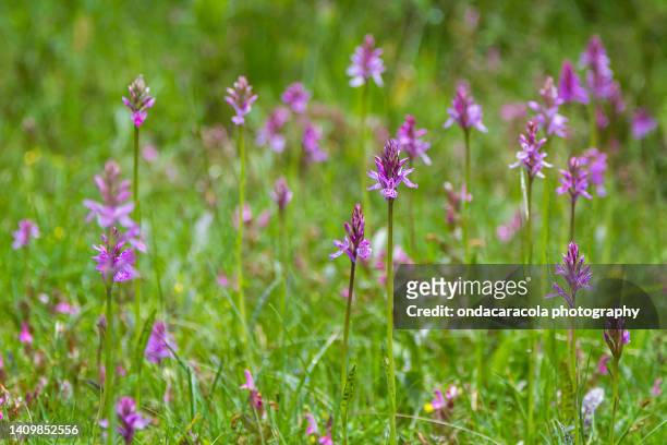 wild orchids - orquidea salvaje fotografías e imágenes de stock