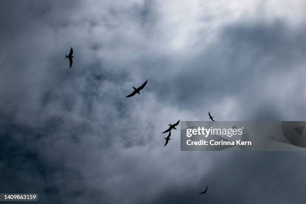 bird silhouettes against dramatic sky - water bird stock-fotos und bilder
