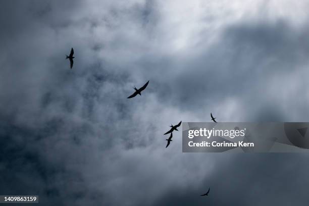 bird silhouettes against dramatic sky - water bird photos et images de collection