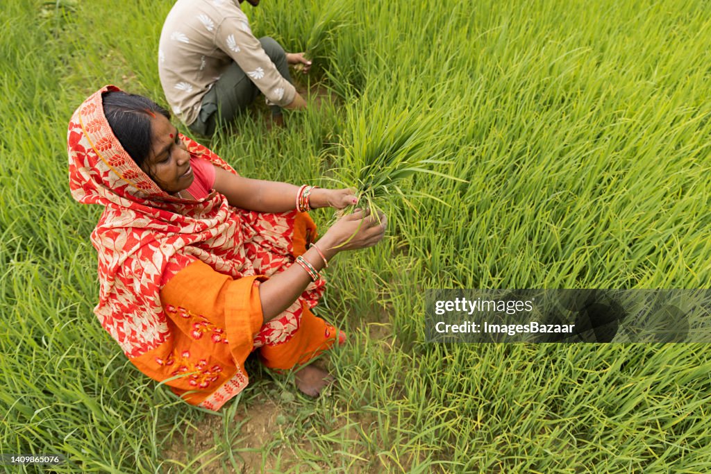 Italian Rice Workers Two Farm Workers Working In The Rice Paddy High-Res Stock Photo - Getty ...