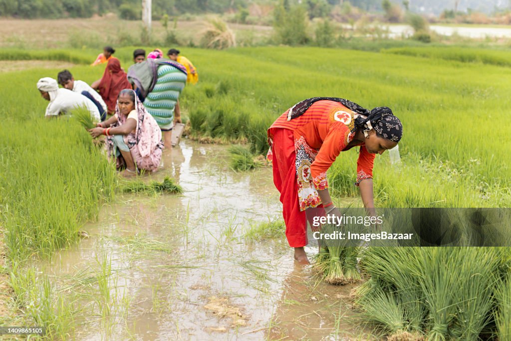 Large Group Of Farm Workers Working In The Rice Paddy Field High-Res ...