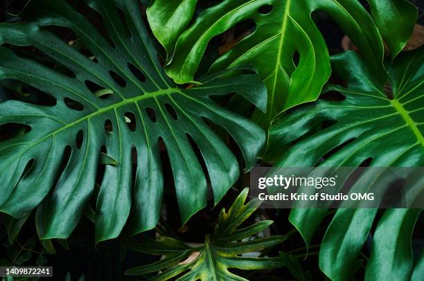 dark green leaves of caladium in the rainforest - monstera foto e immagini stock