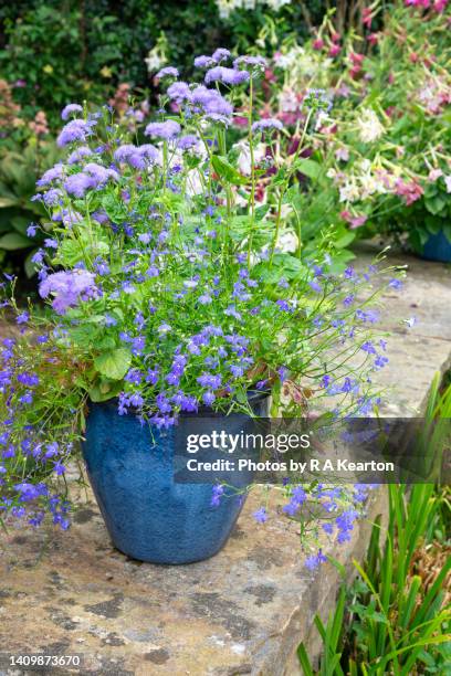 ageratum 'blue horizon' and lobelia 'sapphire' growing in a blue pot. - lobelia stock pictures, royalty-free photos & images