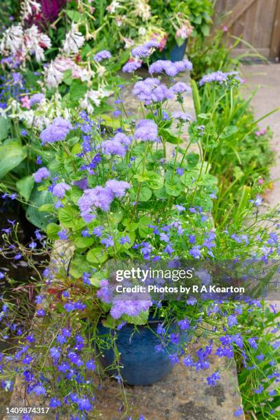 ageratum 'blue horizon' and lobelia 'sapphire' growing in a blue pot. - lobelia stock pictures, royalty-free photos & images
