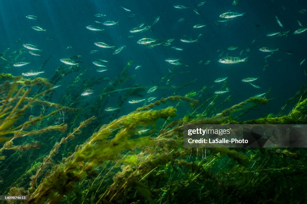 Yellow perch underwater