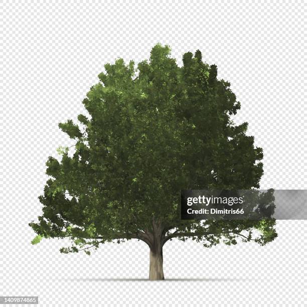 realistische eiche auf transparentem hintergrund - tree stock-grafiken, -clipart, -cartoons und -symbole