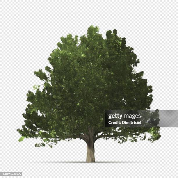 realistic oak tree on transparent background - tree on white stock illustrations