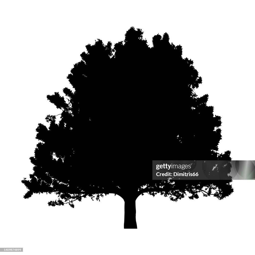 Silhouette of realistic tree on white background