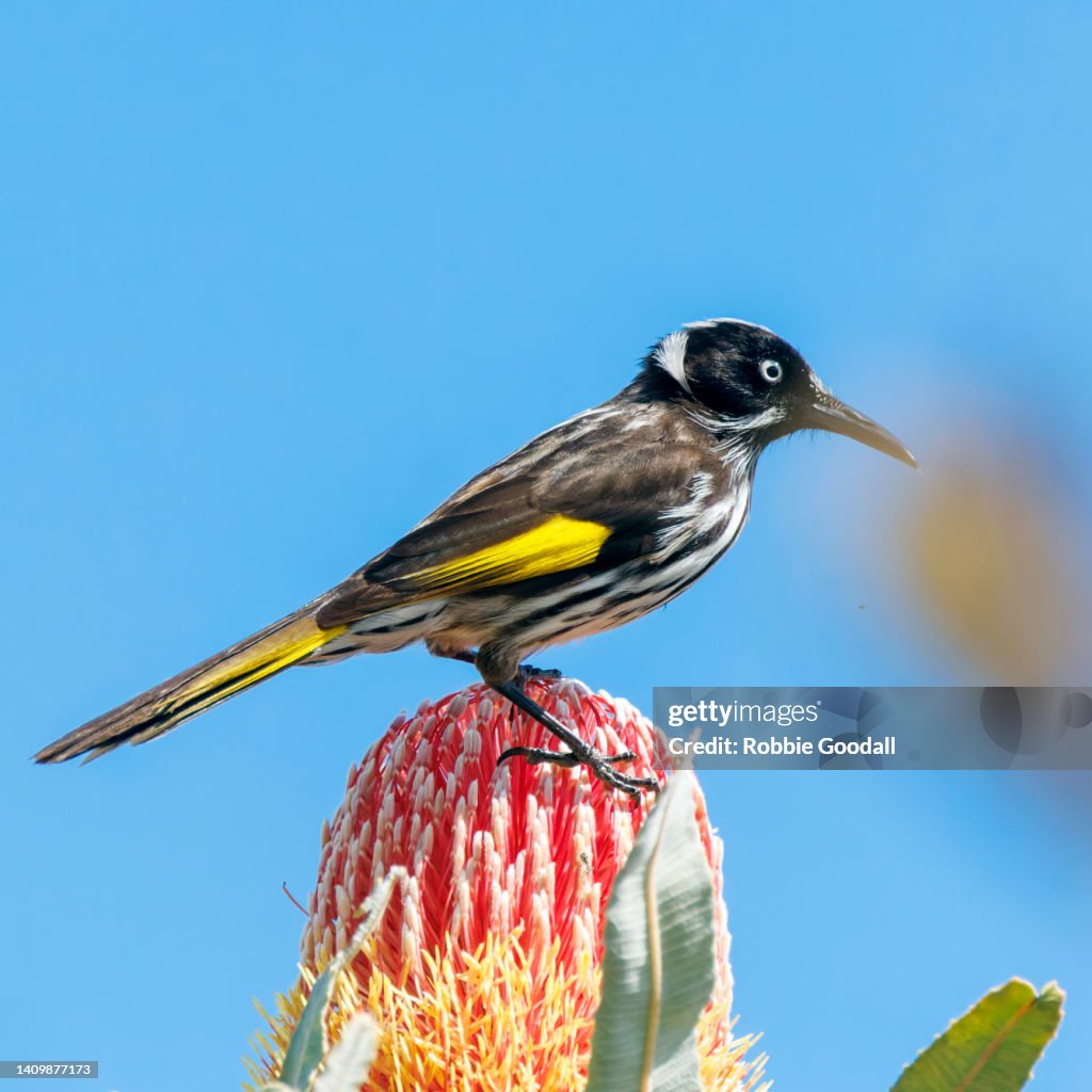 New Holland Honeyeater perching on a Banksia Flower