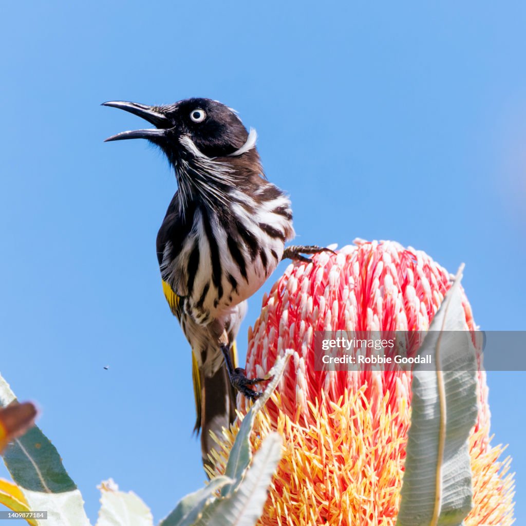 New Holland Honeyeater perching on a Banksia Flower