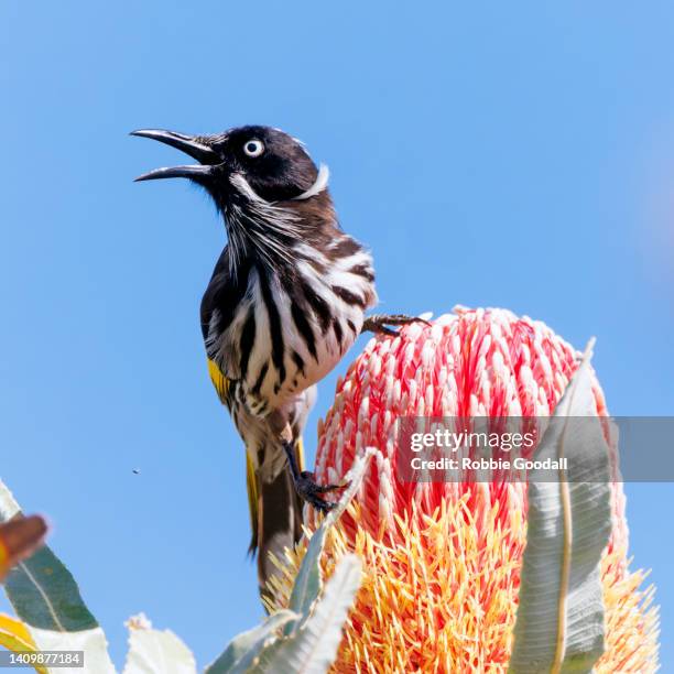 new holland honeyeater perching on a banksia flower - indigenous australia stock pictures, royalty-free photos & images