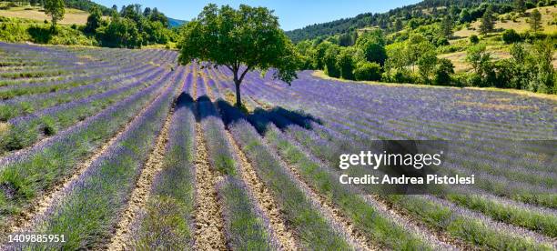 lavender field in provencal drome, france - single tree stock pictures, royalty-free photos & images
