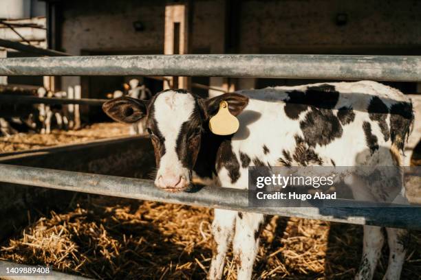 young cow looking at camera. - divisa da calcio - fotografias e filmes do acervo