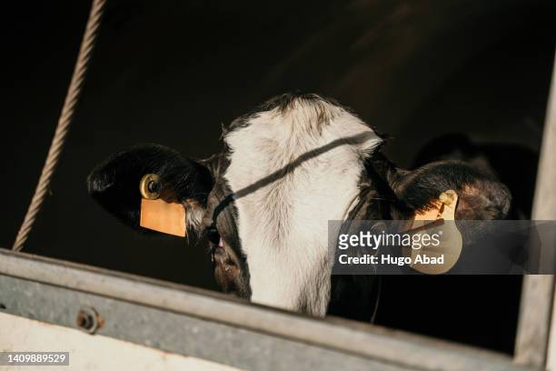 cow locked up looking at the camera. - livestock tag stock pictures, royalty-free photos & images